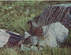 Hoary Marmots